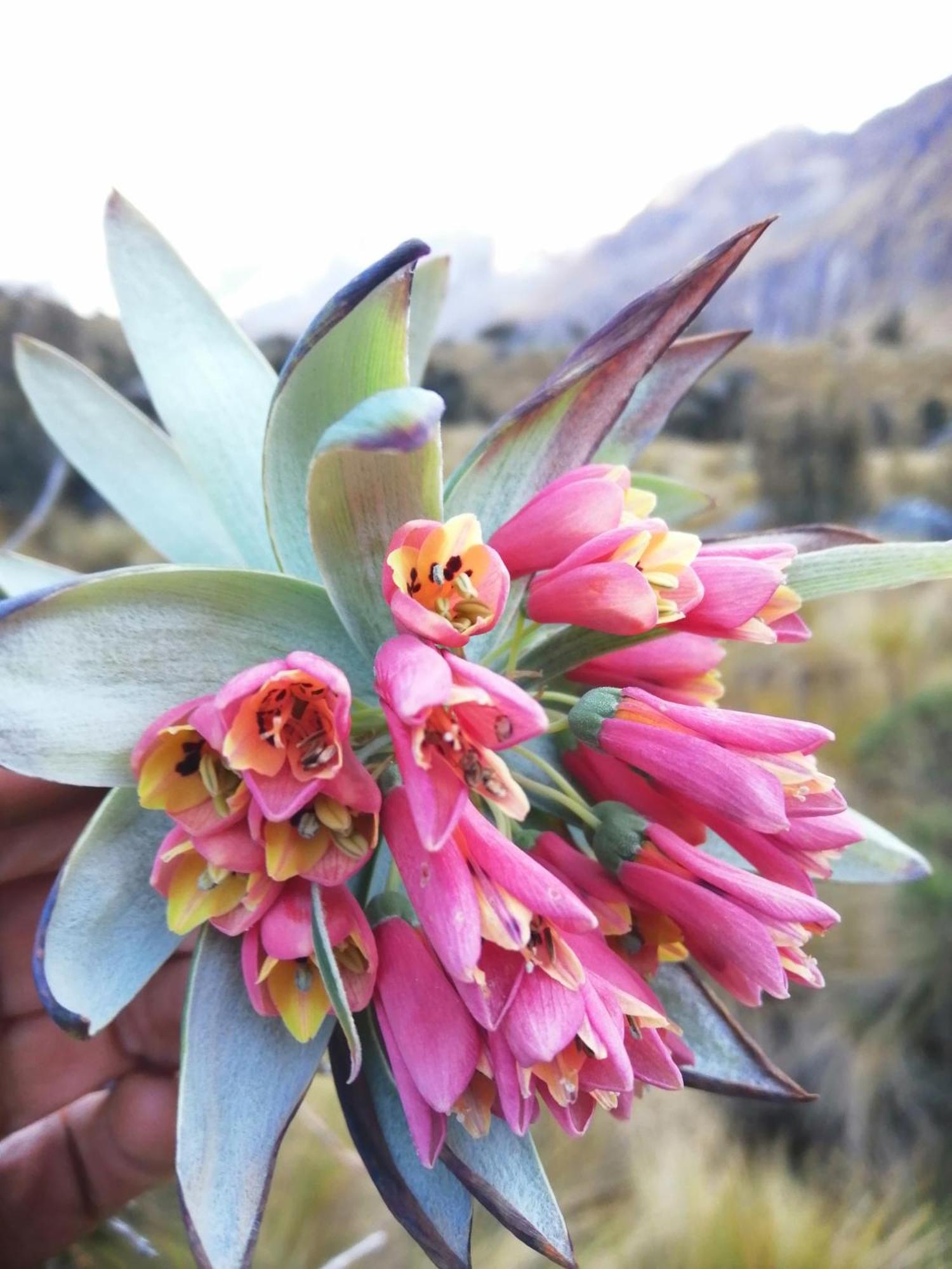 مبيت وإفطار Amazing Huaraz المظهر الخارجي الصورة