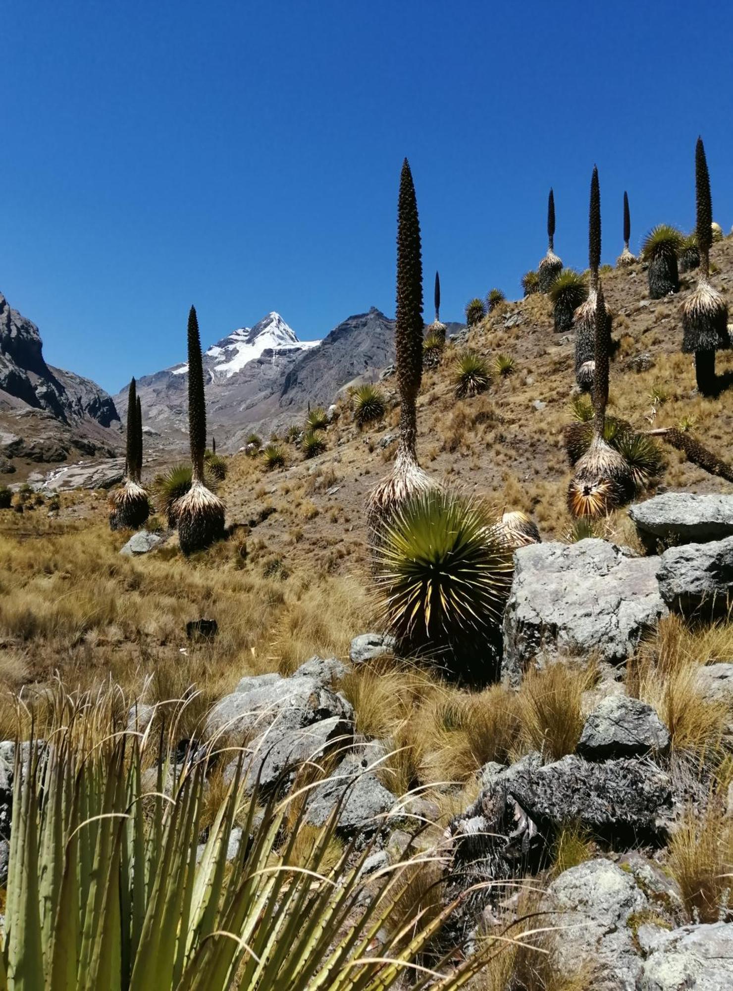 مبيت وإفطار Amazing Huaraz المظهر الخارجي الصورة